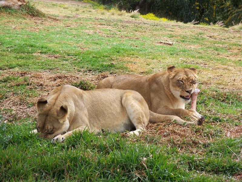 zoo